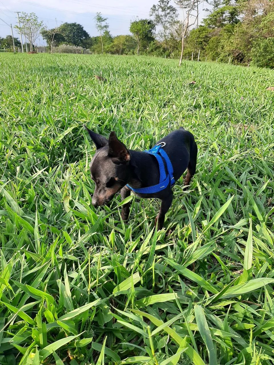 Pinscher Zerinho - Foto 5
