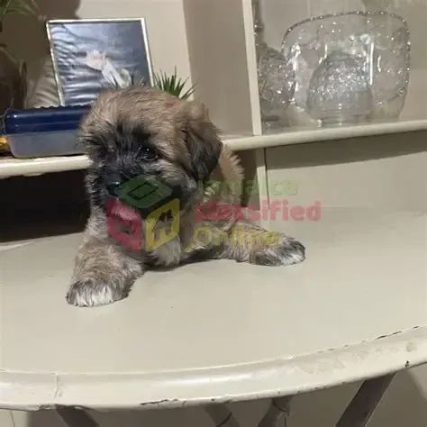 shipoo - Foto 2