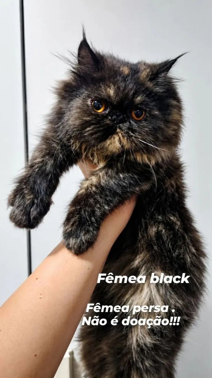 Gatos persa 