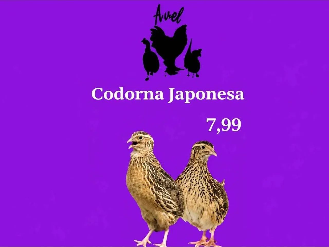 Codornas Japonicas