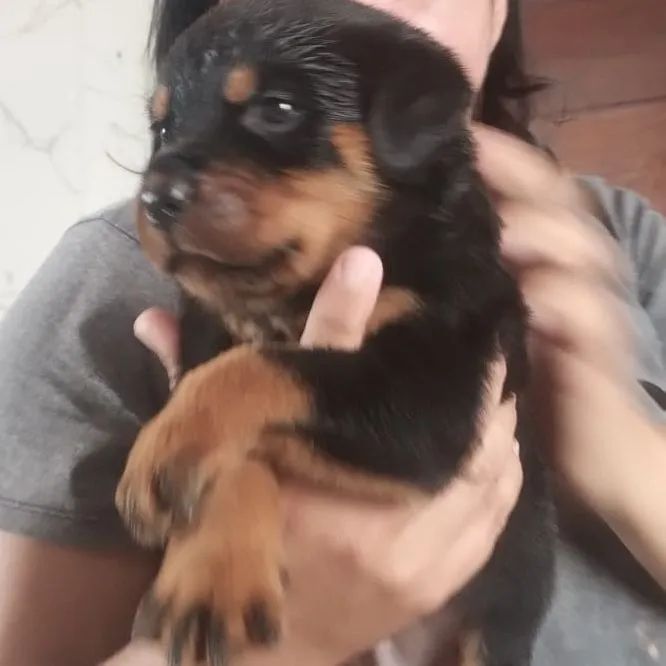 Rottweiler  - Foto 2
