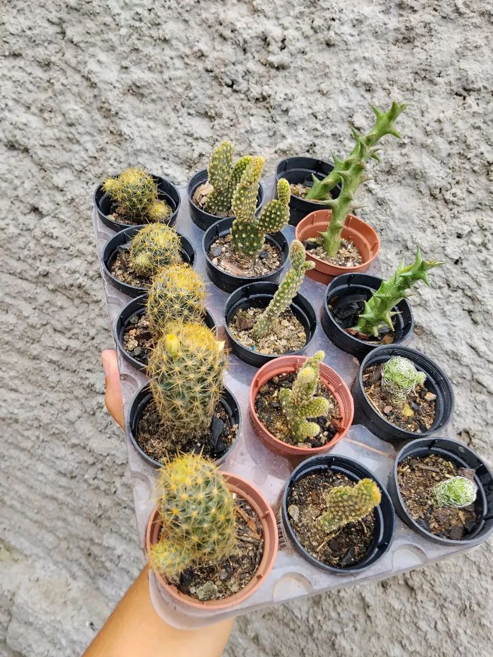 Cactos  - Foto 2