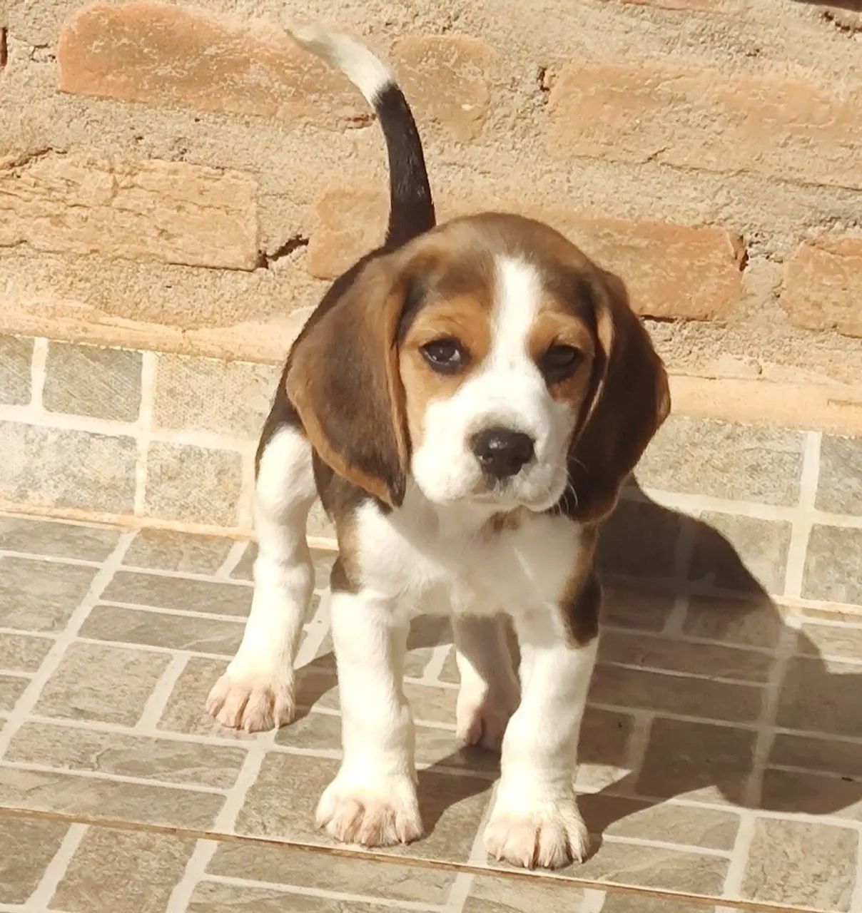 Com pedigree bicolor e tricolor - beagle  - Foto 4