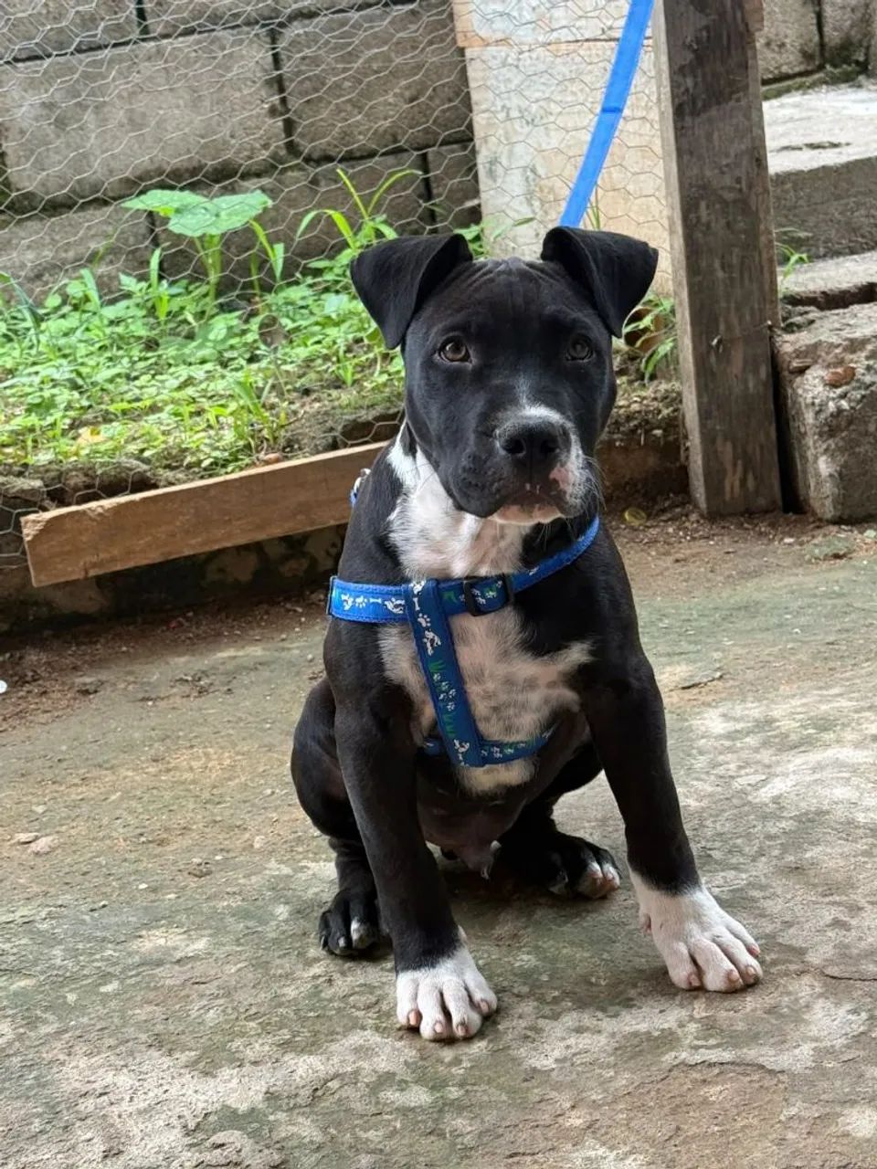 Filhote de Pitbull 
