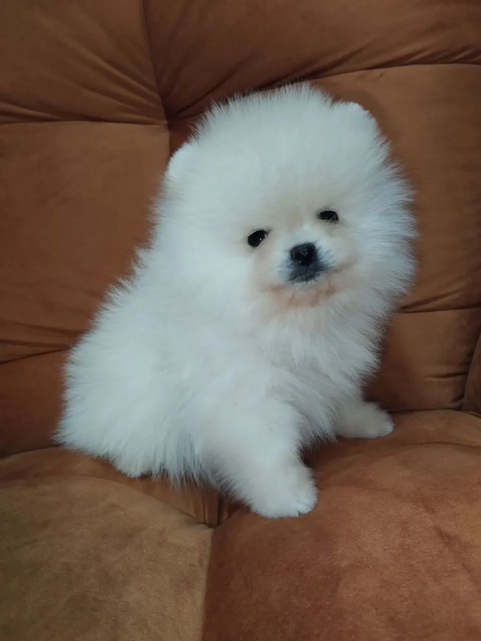 Lulu da Pomerânia anão machos  - Foto 4
