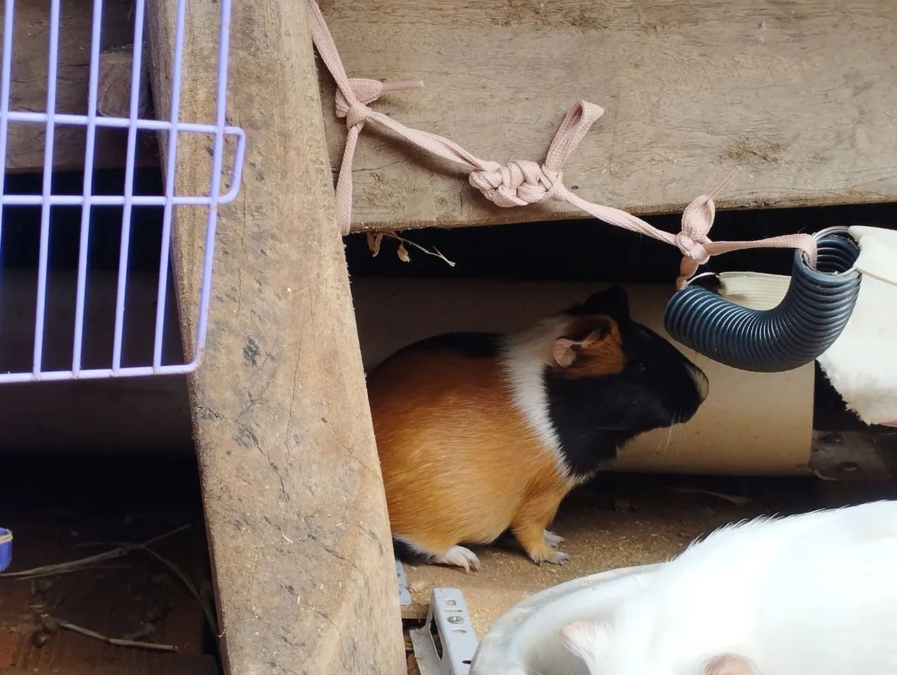 Porquinha da índia fêmea buchudinha 