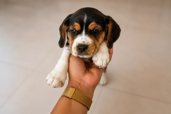 Beagles 13 polegadas  - Foto 5