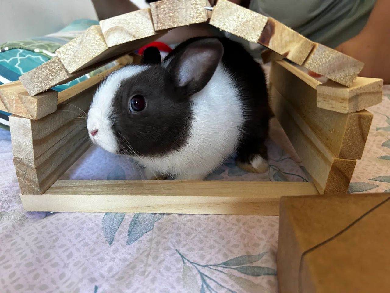 Mini Coelho Holandês - Foto 4