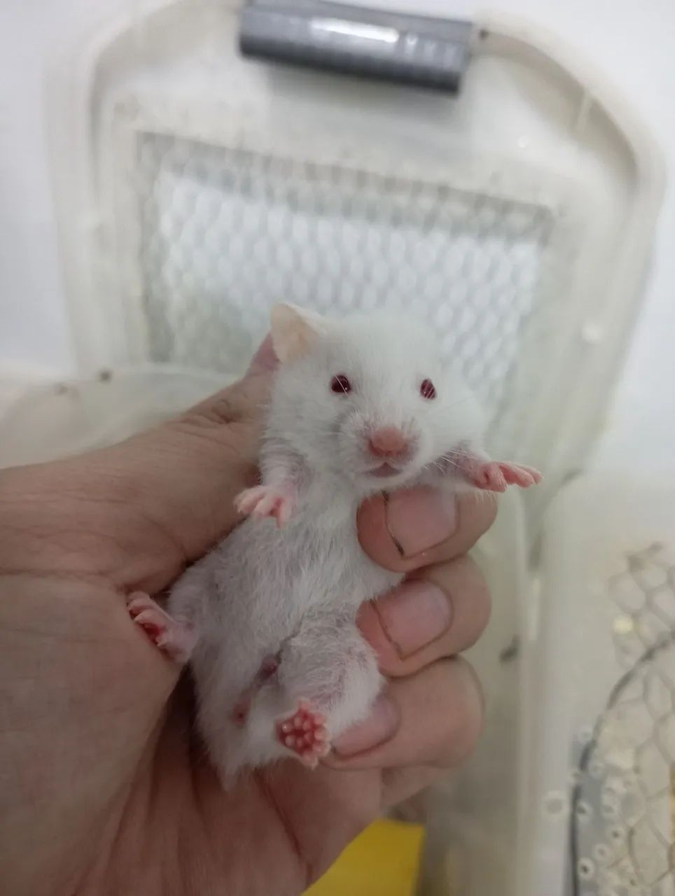 Hamster 