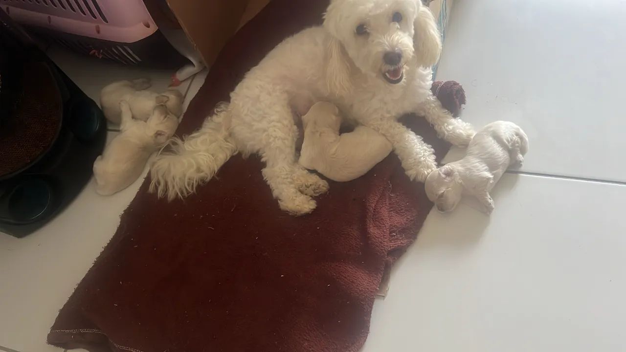 Vendo poodle inglês legítimo branco  - Foto 3
