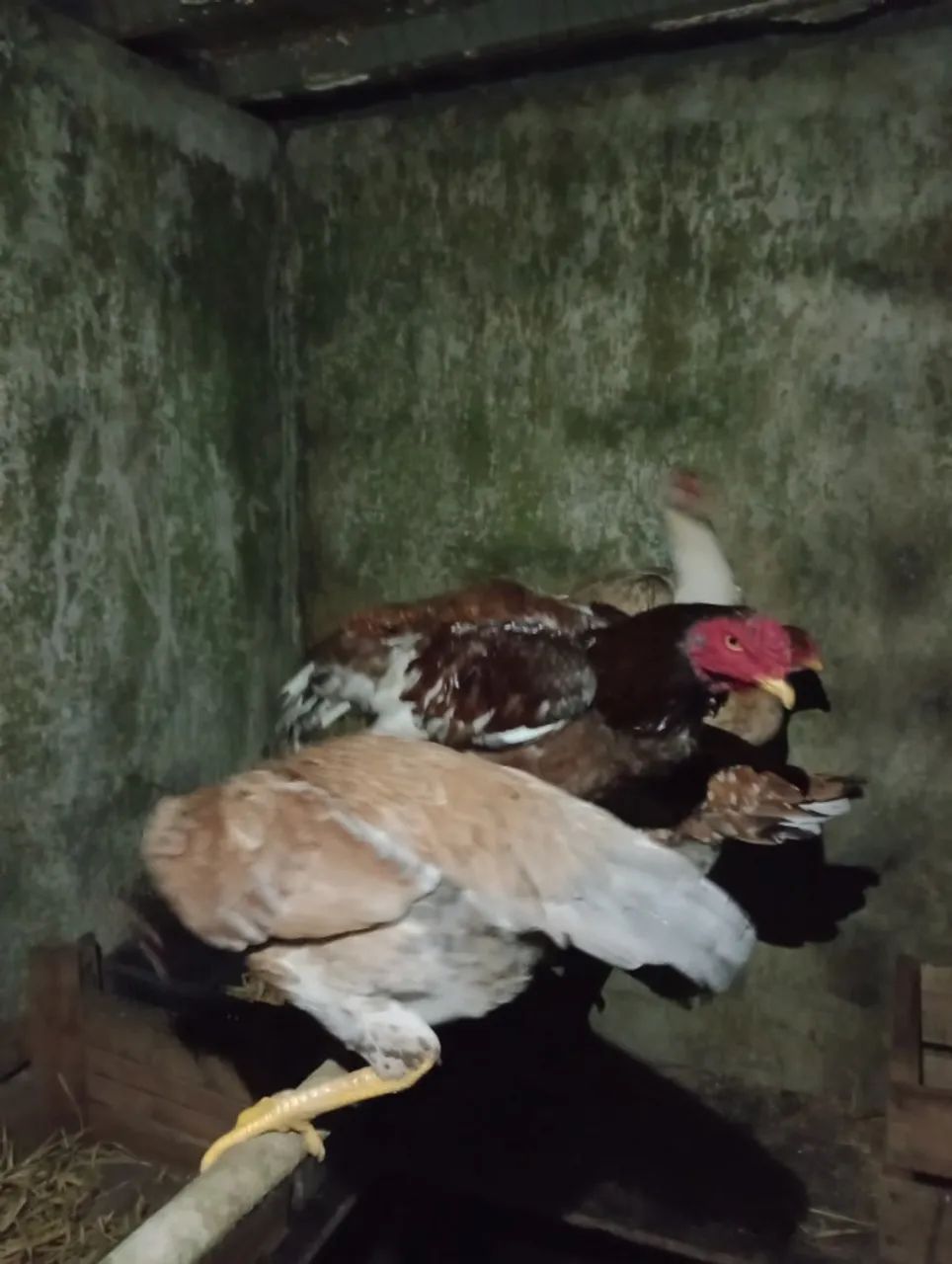 Galo indio - Foto 2