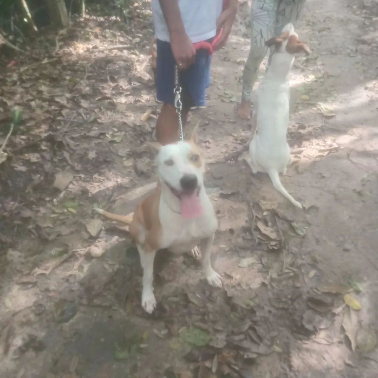 Doação responsável  - Foto 2
