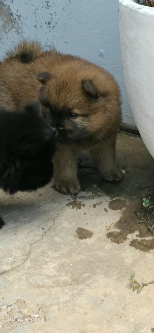 Vendo filhotes de chow chow - Foto 2