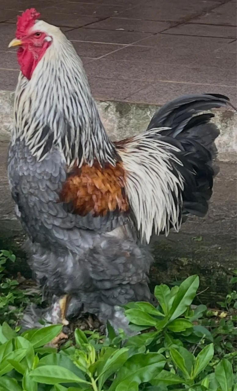 Vendo ovos galados de Brahma  - Foto 2