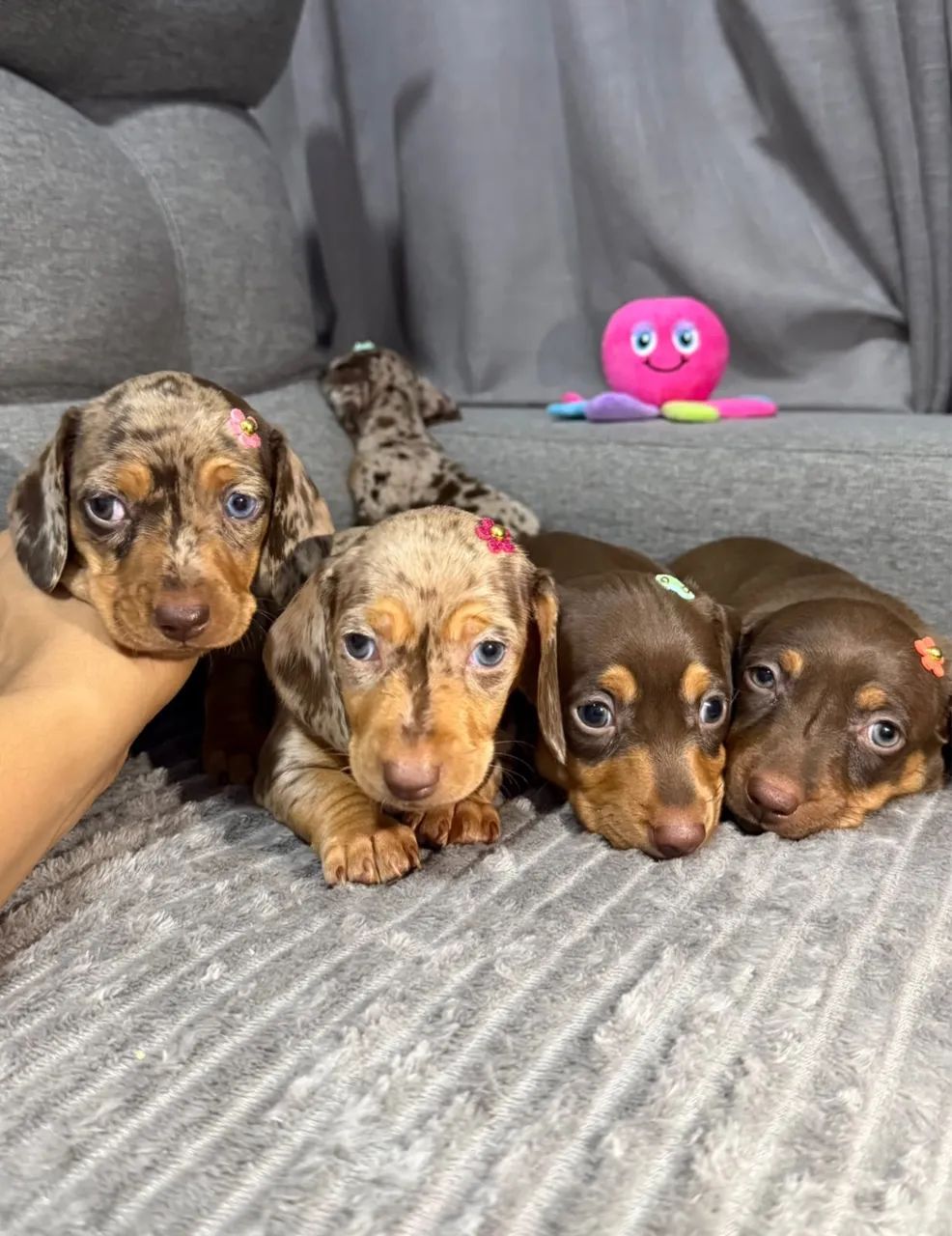 DACHSHUND CHOCOLATE - Foto 3