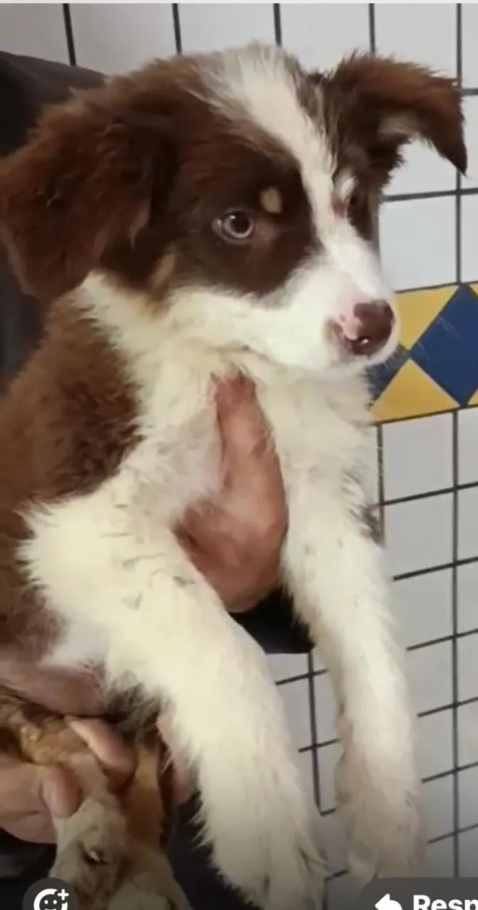 Border collie padrao lindo 