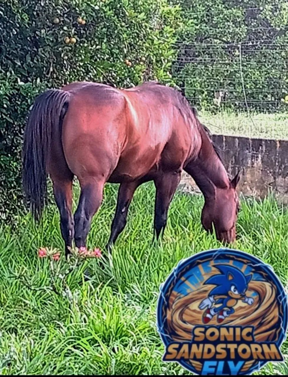 Cavalo QM PO  - Foto 3