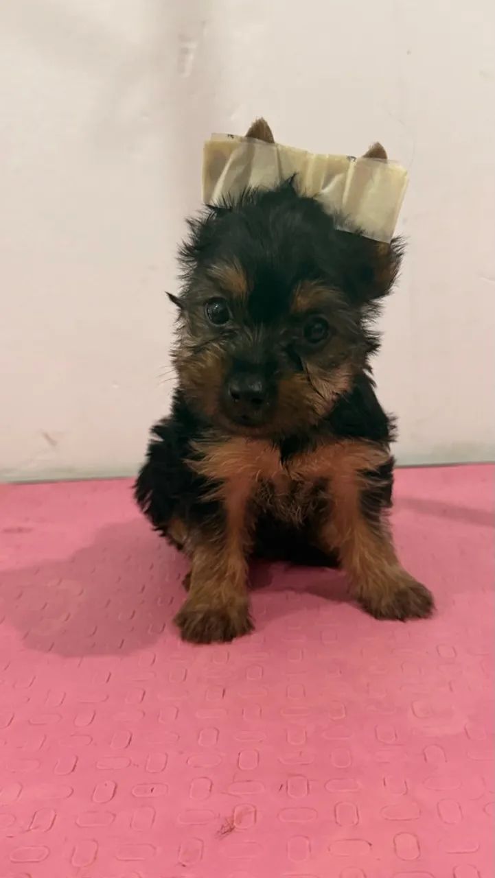 Yorkshire terrier  - Foto 2