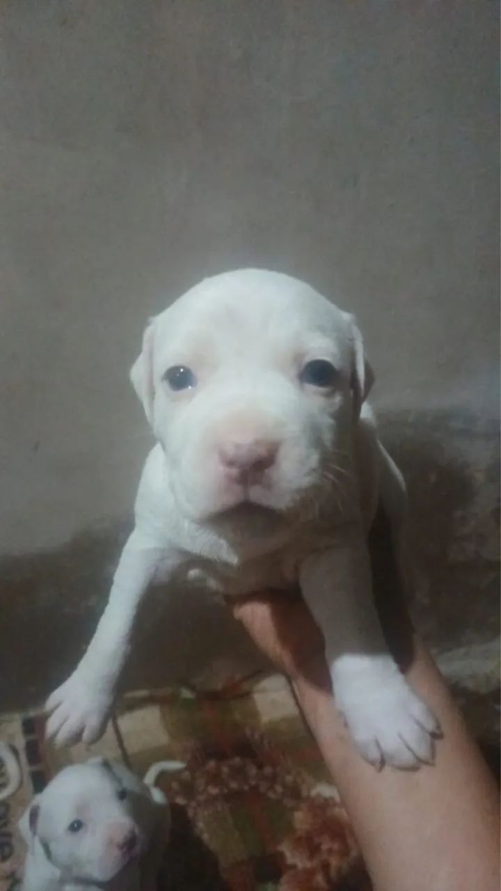 Vende-se pit bull - Foto 4