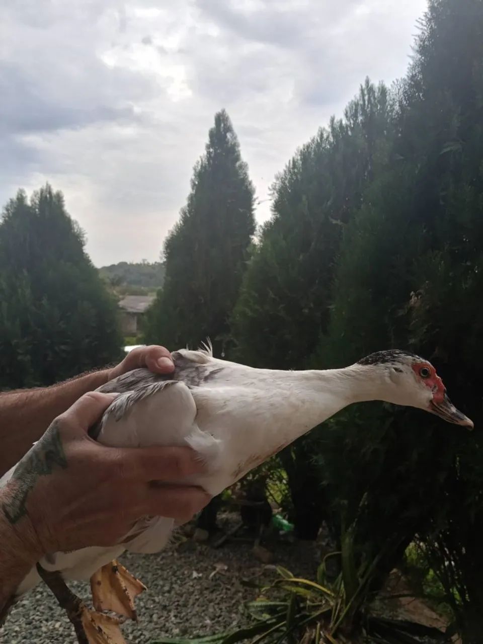 Pata - Foto 2