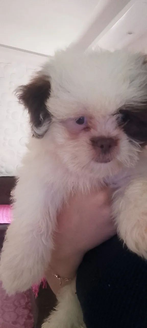 Cachorro shitzu  - Foto 3