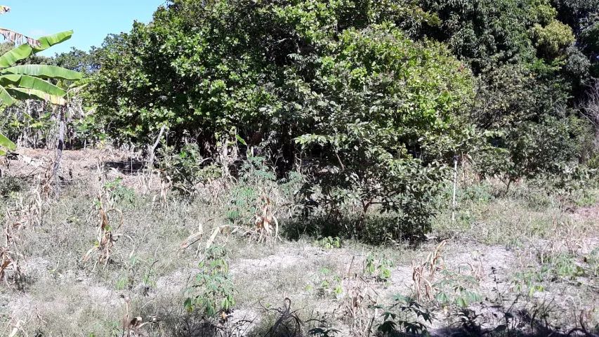 Sitio com casa de principal e de caseiro - 1000m² de área de terreno - Foto 3