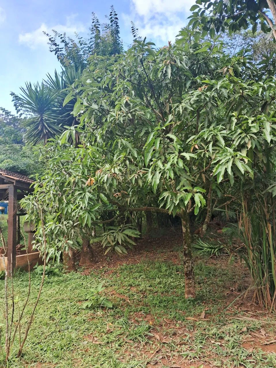 Venda De chácara em cambui 2 km da cidade  - Foto 5