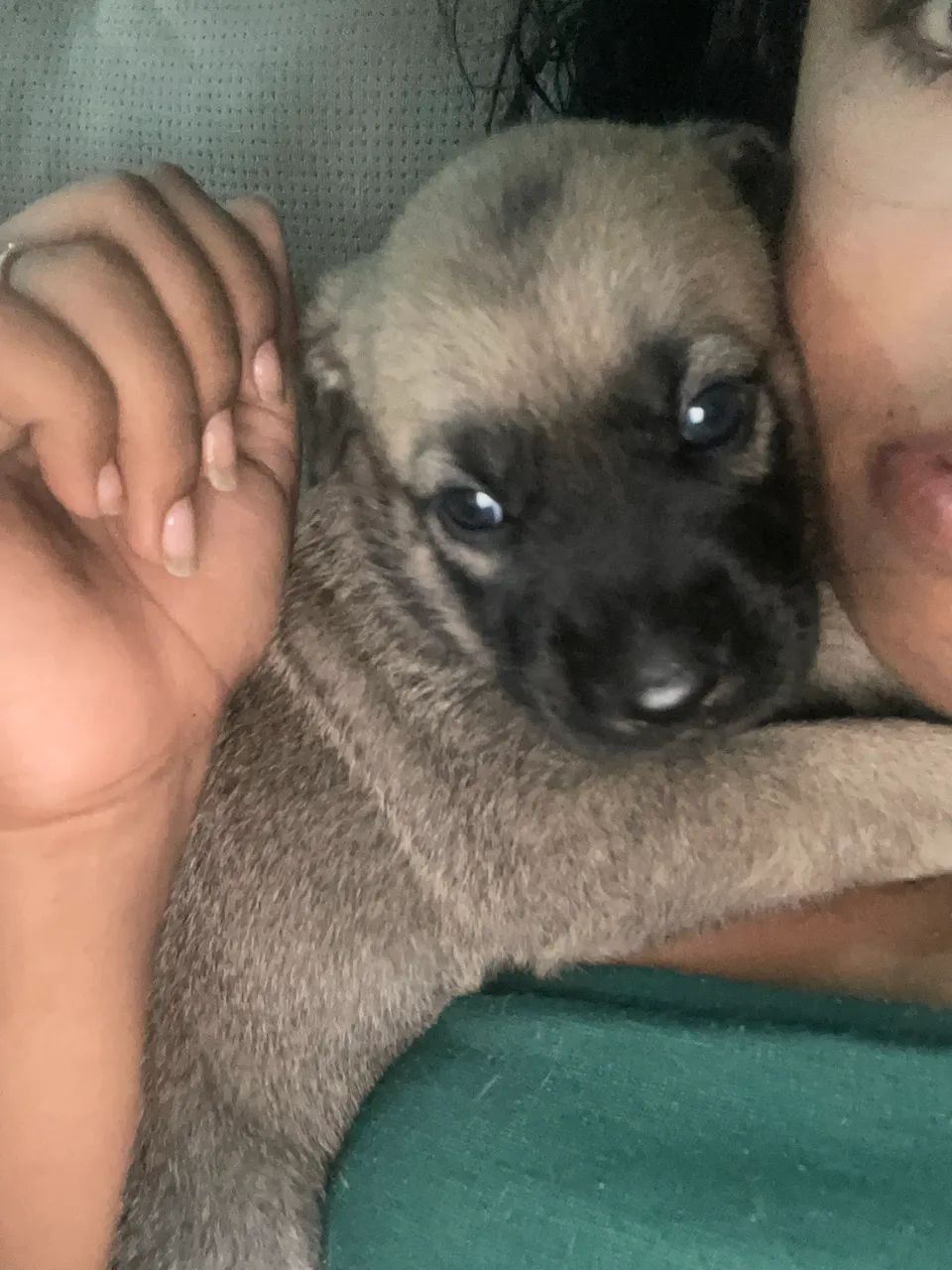 3 fêmeas para doação  - Foto 3