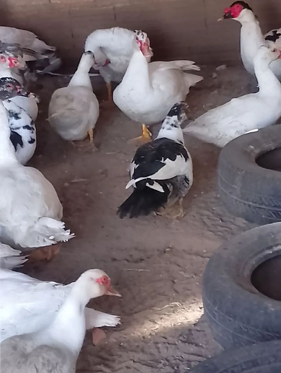 Patos e patas - Foto 5