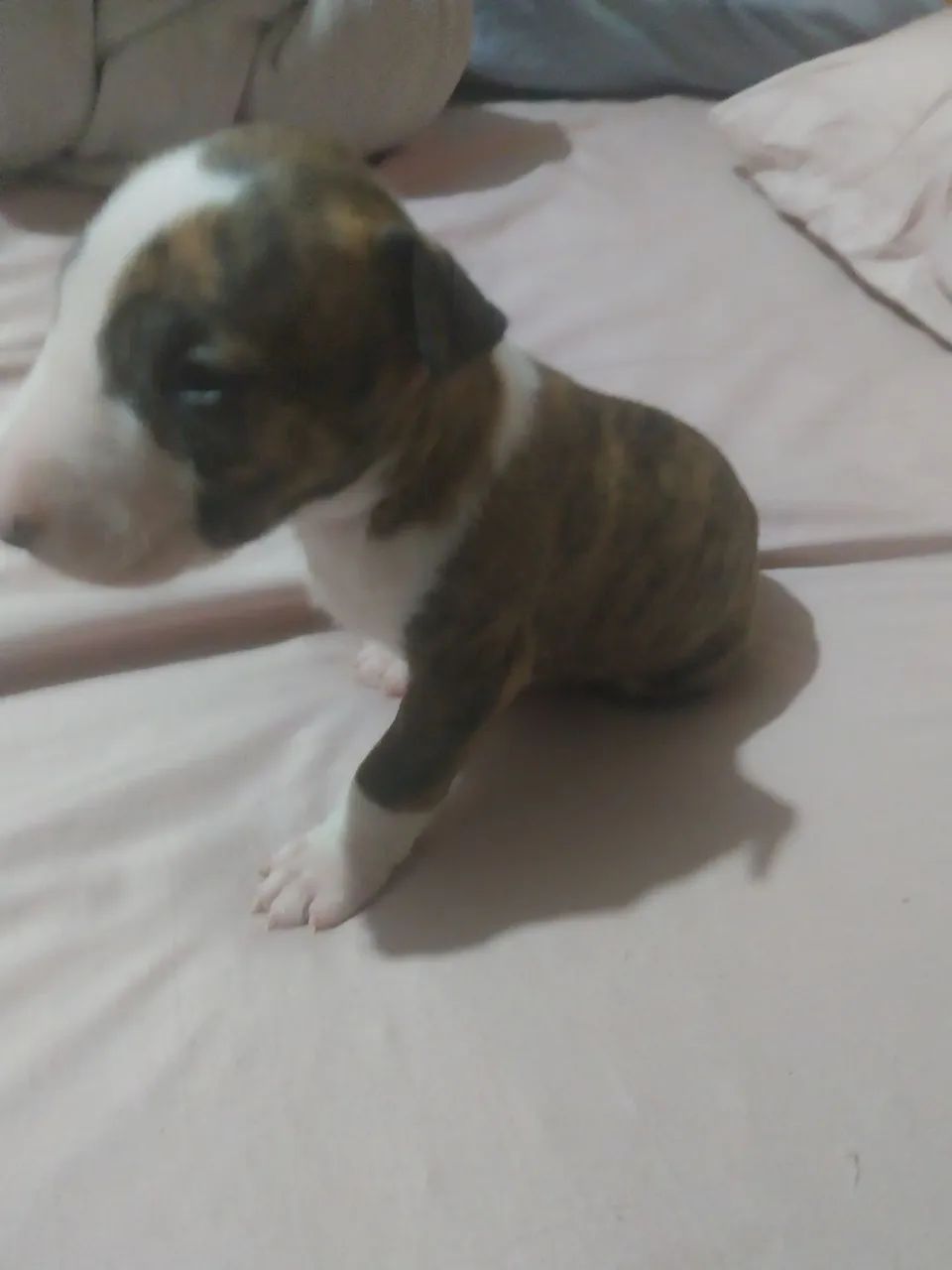 Bull terrier R$2500 - Foto 3