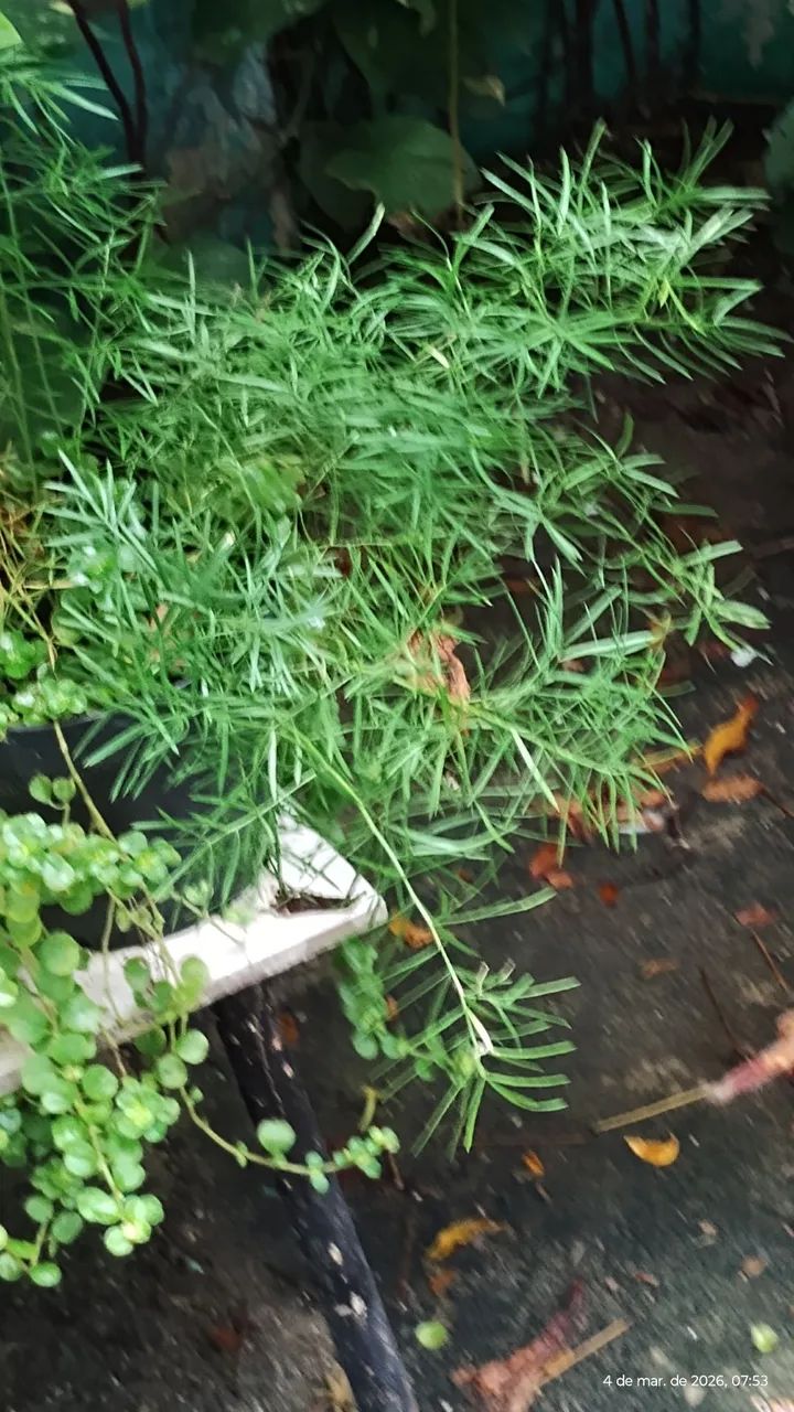 plantas 