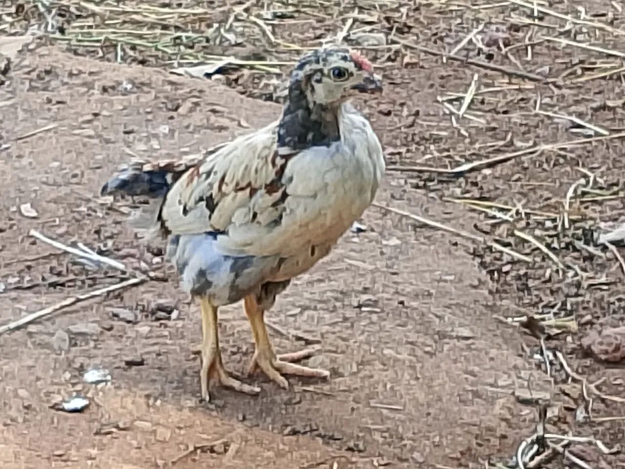 Galos Embrapa 051, GLC e AMAZONE para reprodução, frangas de postura e frangos de corte   - Foto 4