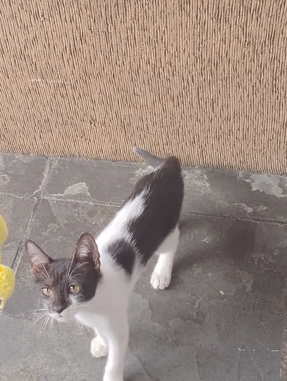 Gatinha frajolinha, pura fofura! Olha esse narizinho! - Foto 5