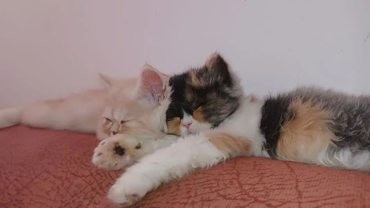Gato  - Foto 4