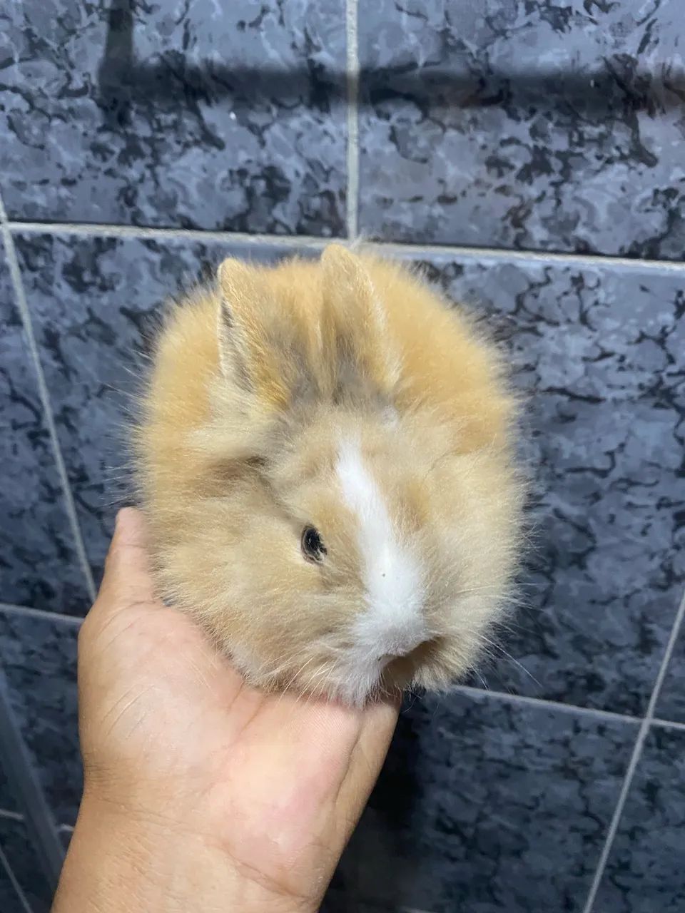 Coelho Mini Lion - Foto 2
