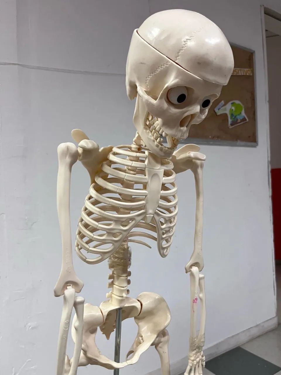 Esqueleto 