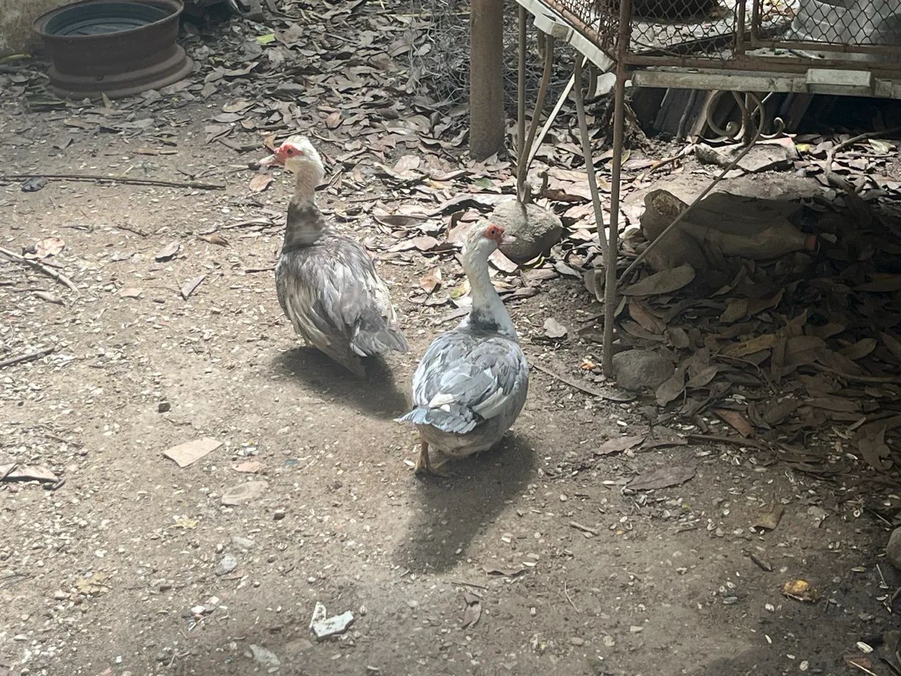 2 patas e um pato jovem em prostura  - Foto 2