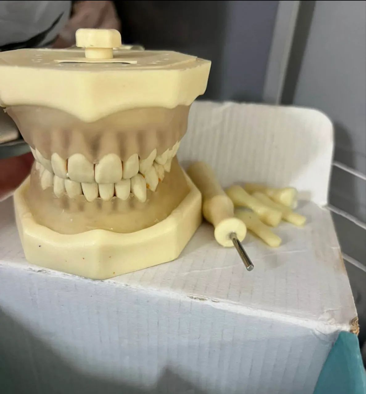 Manequim periodontia