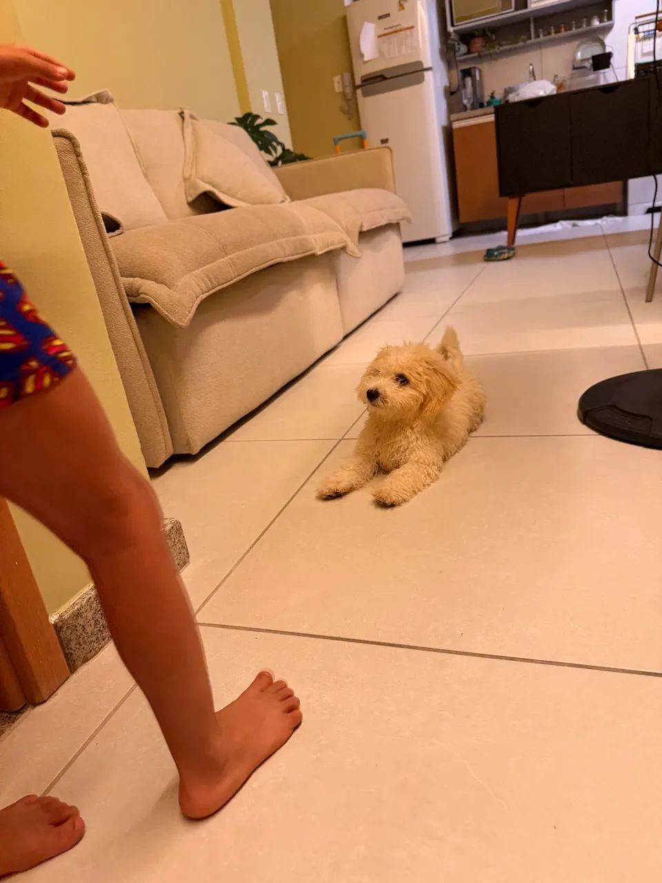Poodle 