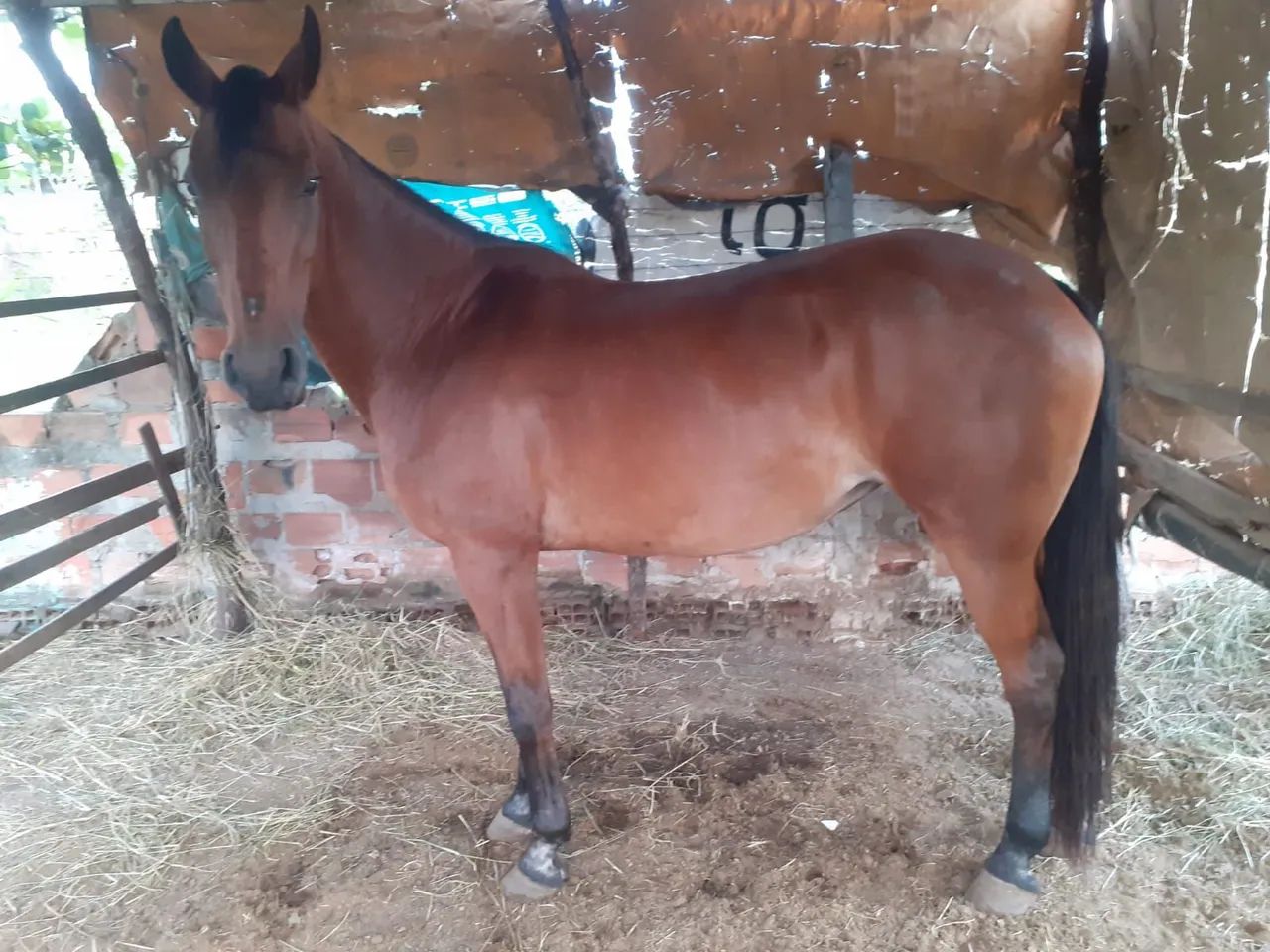 Vende se uma egua Qm . Com mangalarga 