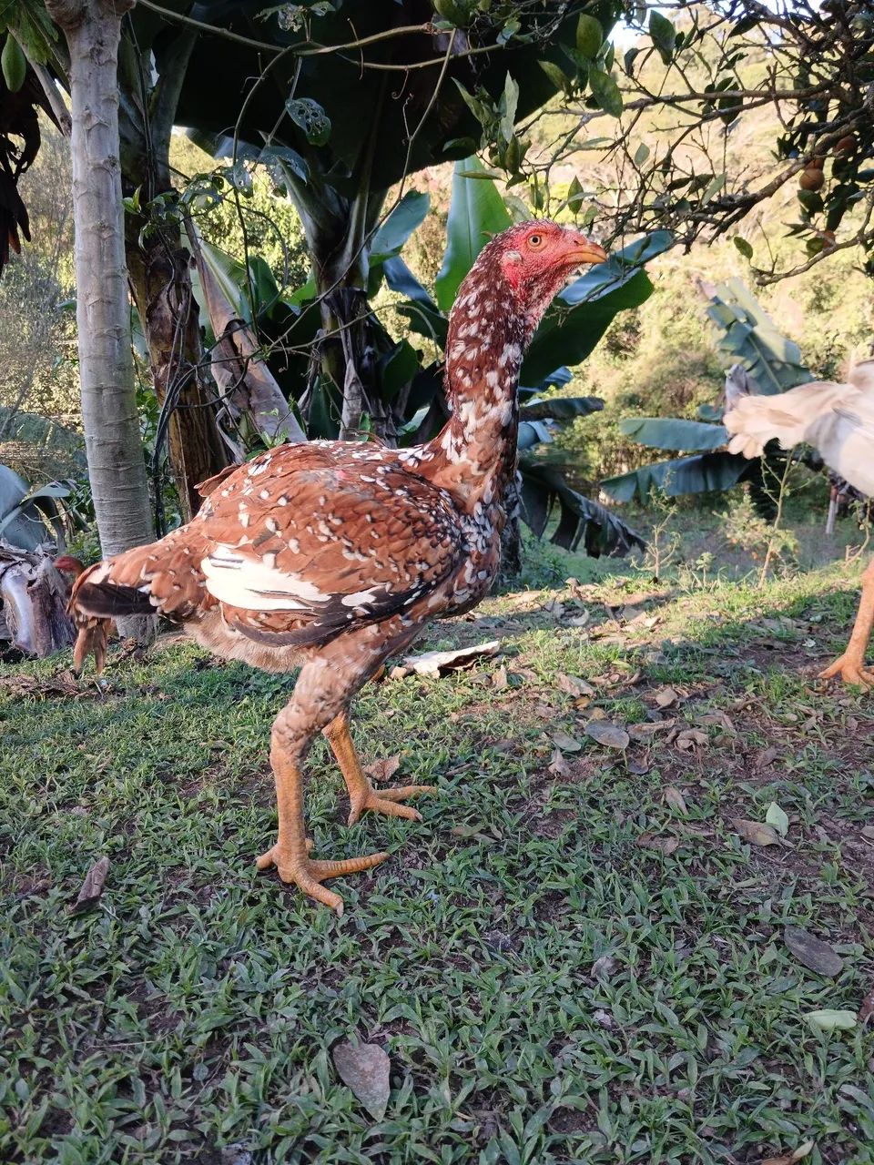 Franguinho indio gigante  - Foto 2