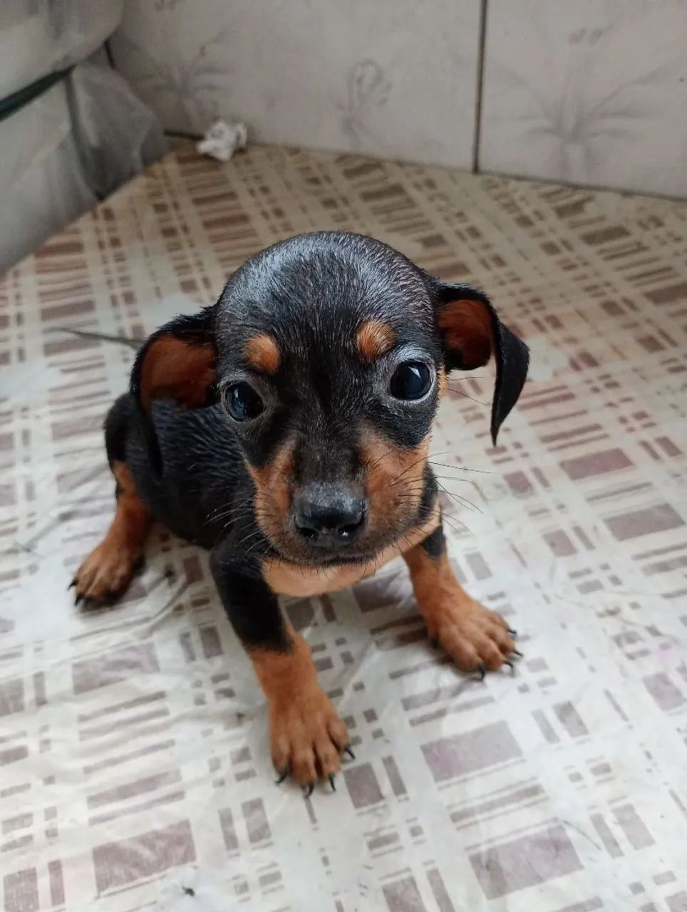 Basset dachshund  - Foto 4