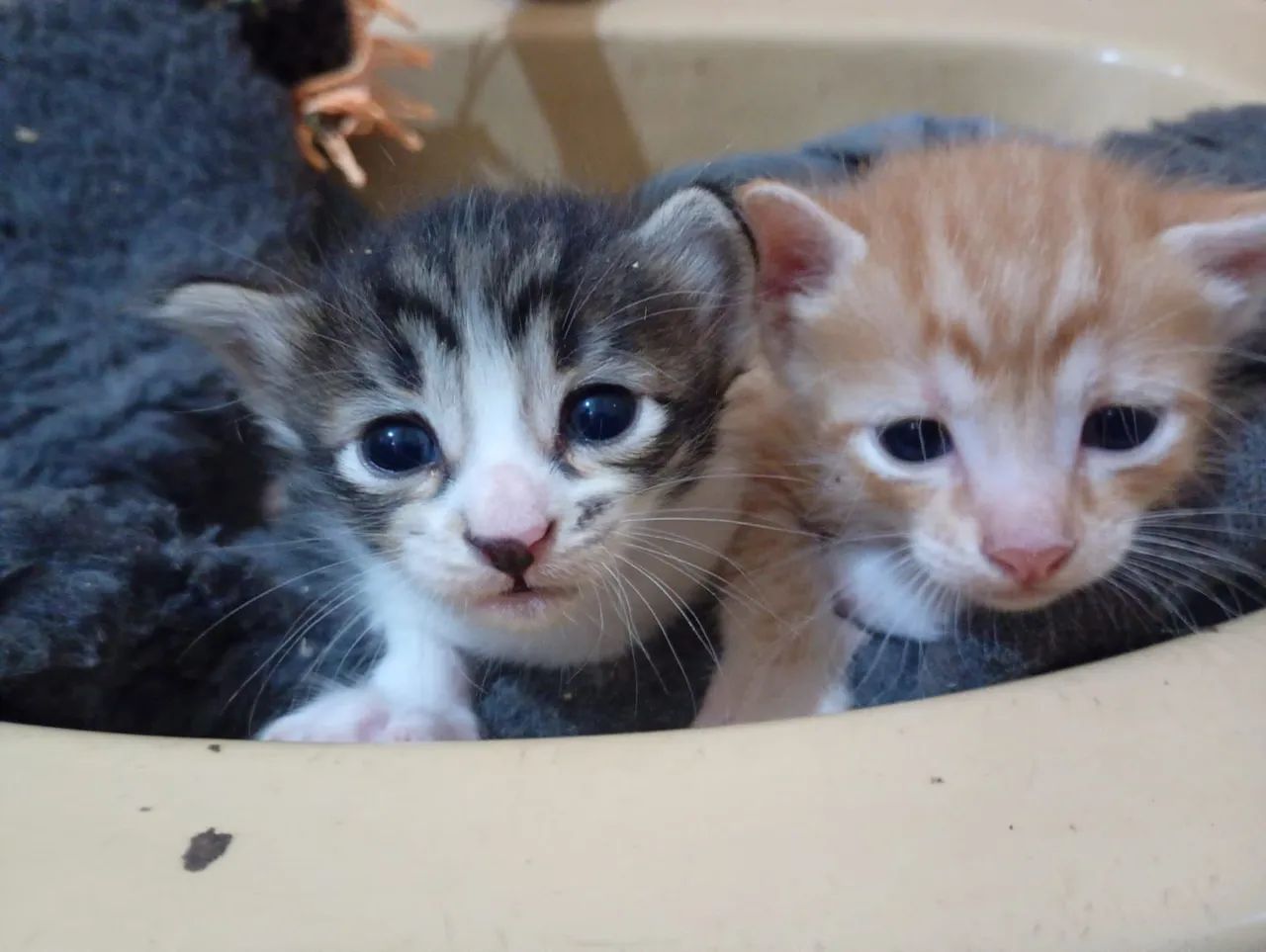 3 gatos machos e 1 fêmea (ver descrição completa) - Foto 2