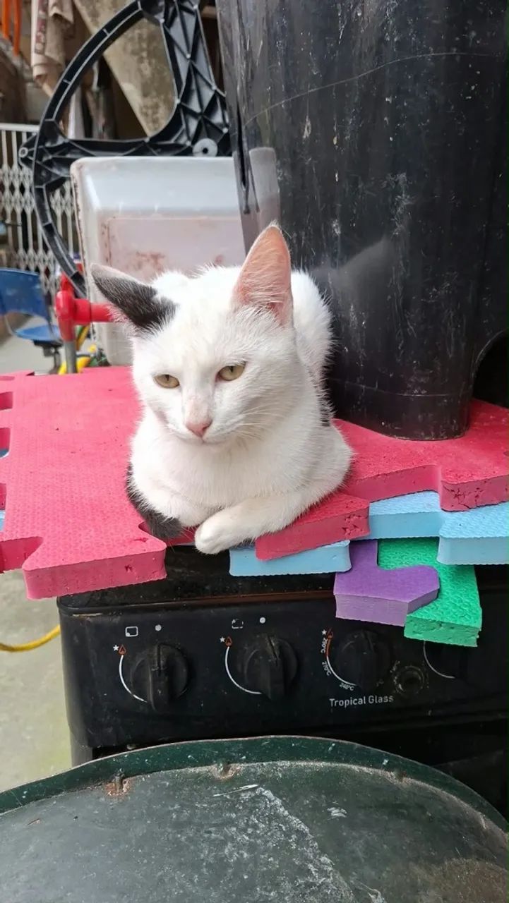 gatinhos para adoção  - Foto 4
