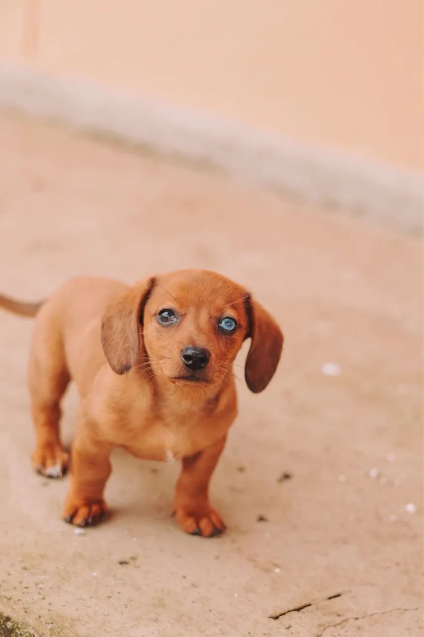 Fêmea dachshund 