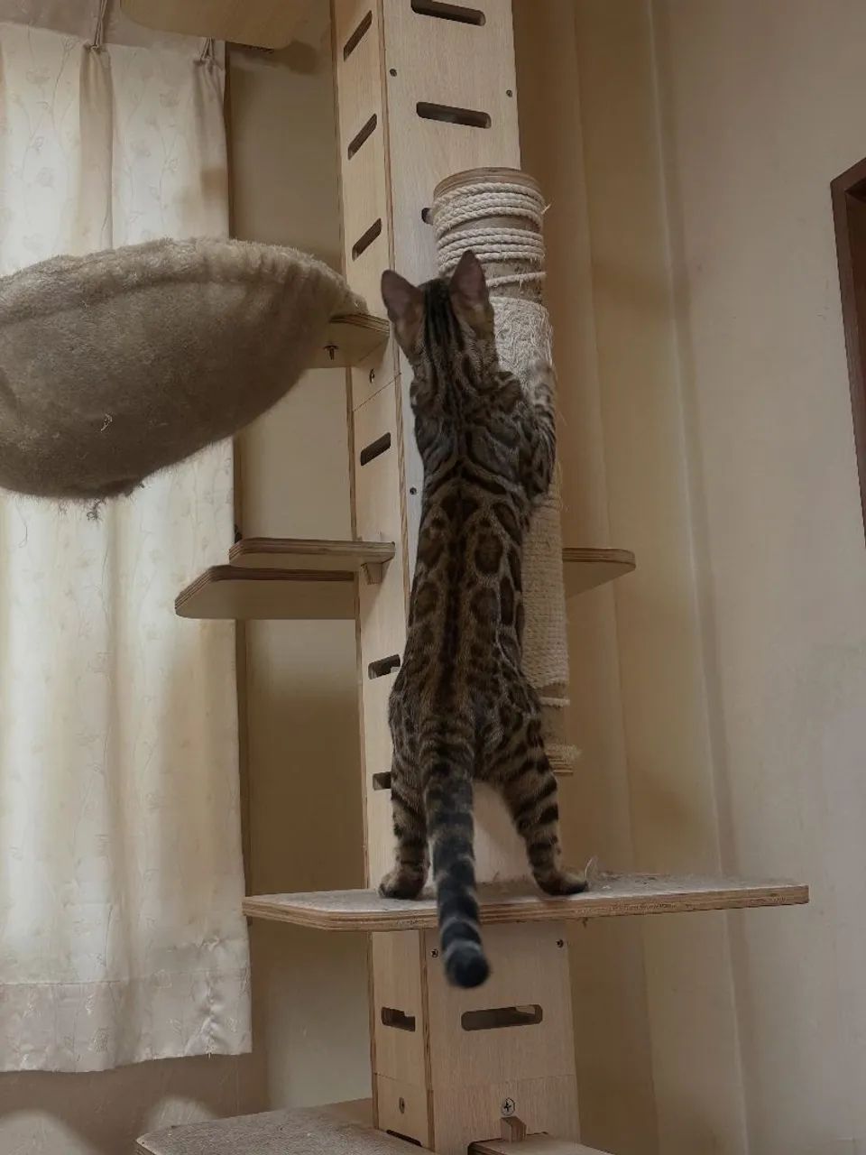 Bengal Cat Fêmea  - Foto 2