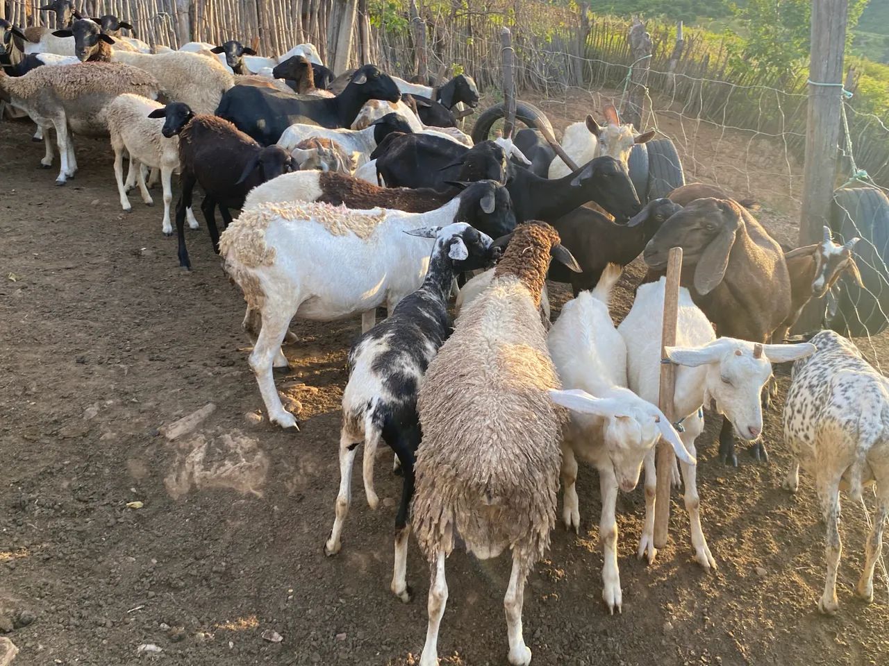 Borrego Dorper - Foto 3