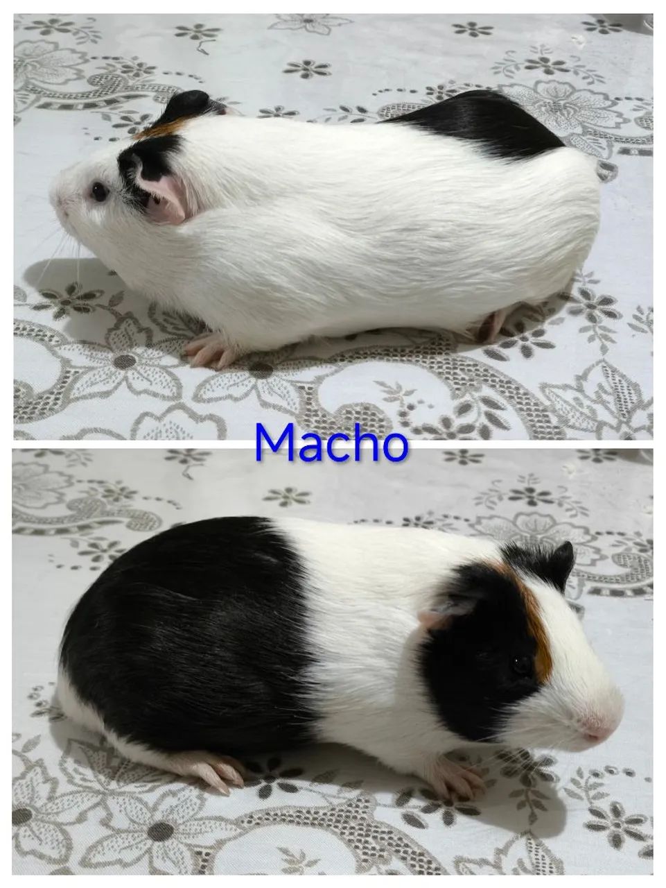 Porquinhos da índia  - Foto 2