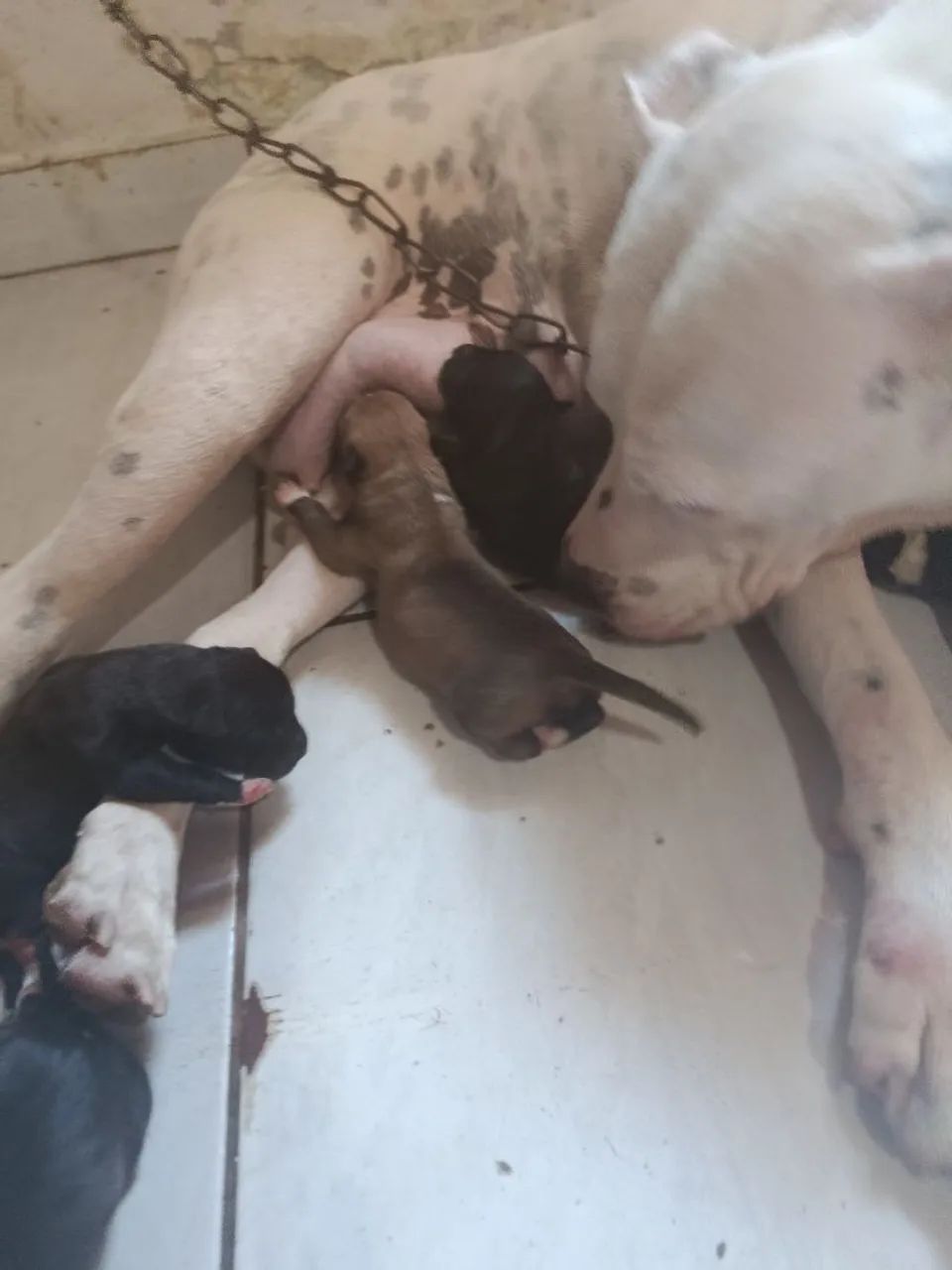 Pitbull  - Foto 5