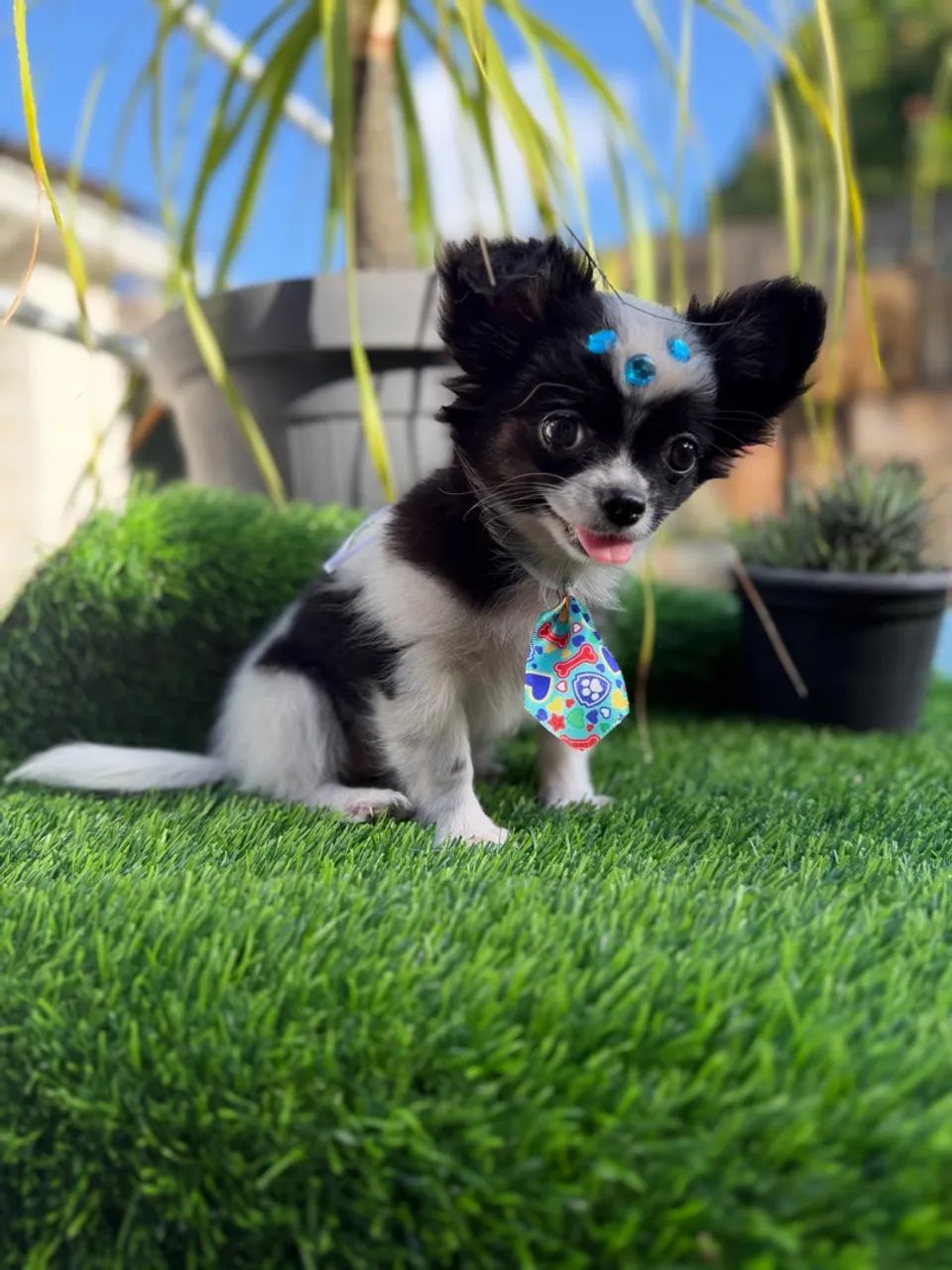 Chihuahua Machinho 